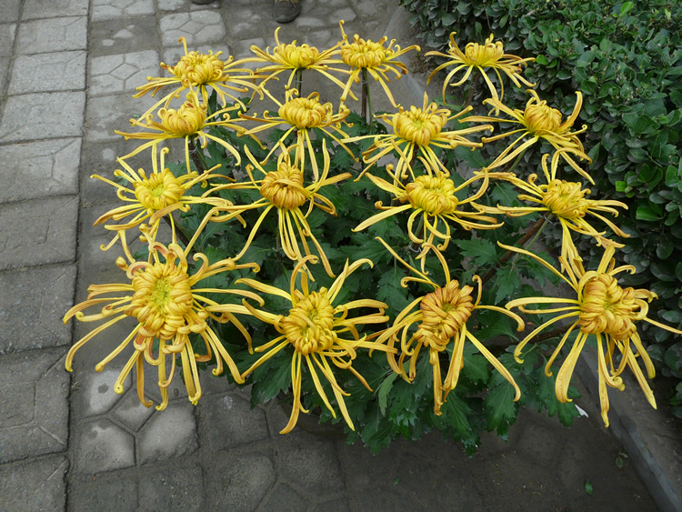 盆栽菊花-多本菊