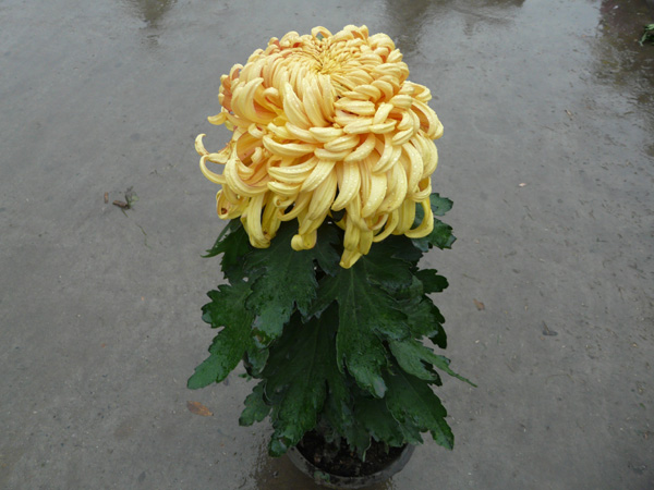 標(biāo)本菊的栽培技術(shù)