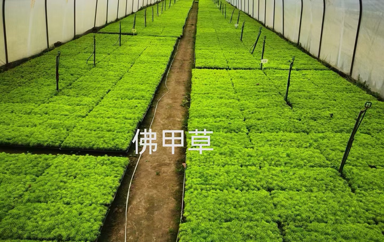 五色草的分類(lèi)及應(yīng)用