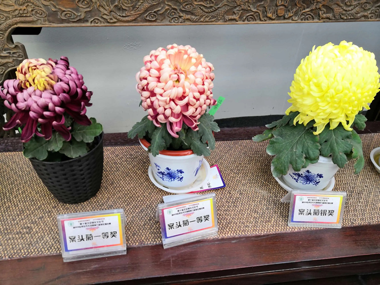 開封菊花之案頭菊的養(yǎng)護(hù)管理