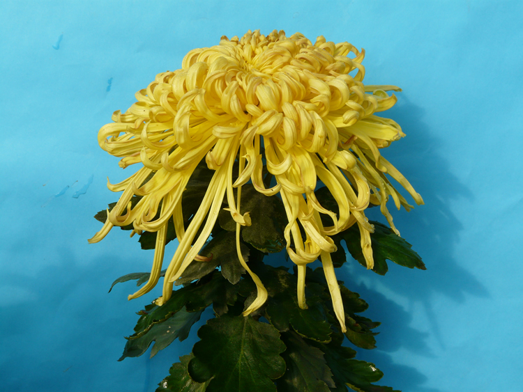 獨(dú)本菊的栽培技術(shù)