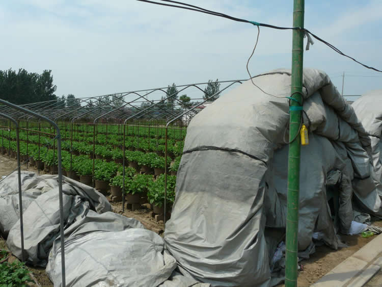 開封國慶盆栽菊花（觀賞大菊）短日照催花技術(shù)