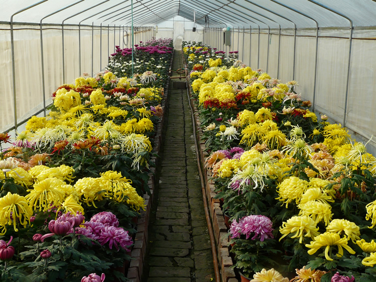 盆栽菊高度控制技術(shù)