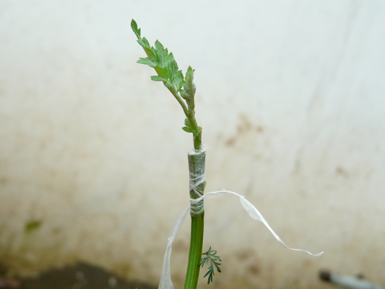 菊花的嫁接技術(shù)