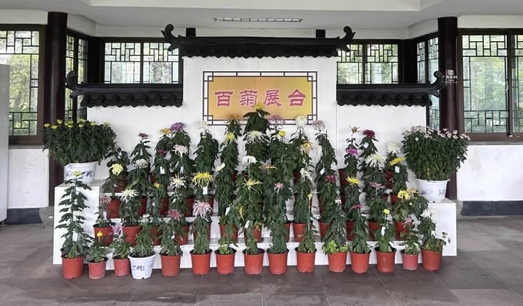 百菊展臺(tái).jpg