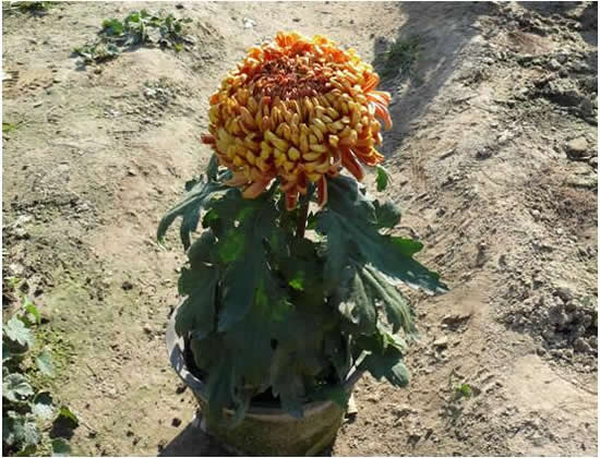 獨本菊（獨頭菊）