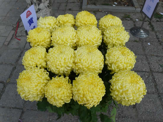 多本菊（多頭菊）