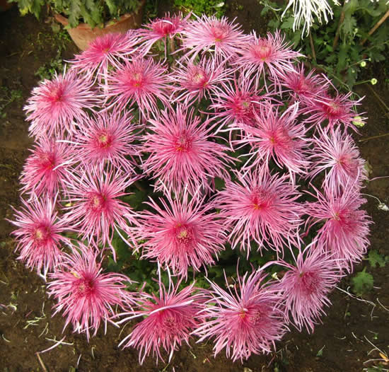 多頭菊“多本菊”