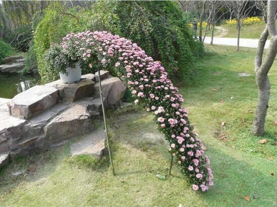 大懸崖菊